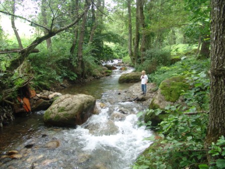 Laubwald im Sharr Gebirge - KOSOVO